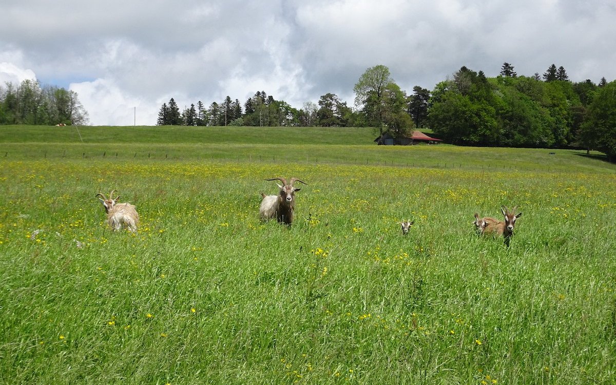 Neugierig recken die Ziegen ihre Köpfe aus dem hohen Gras. 