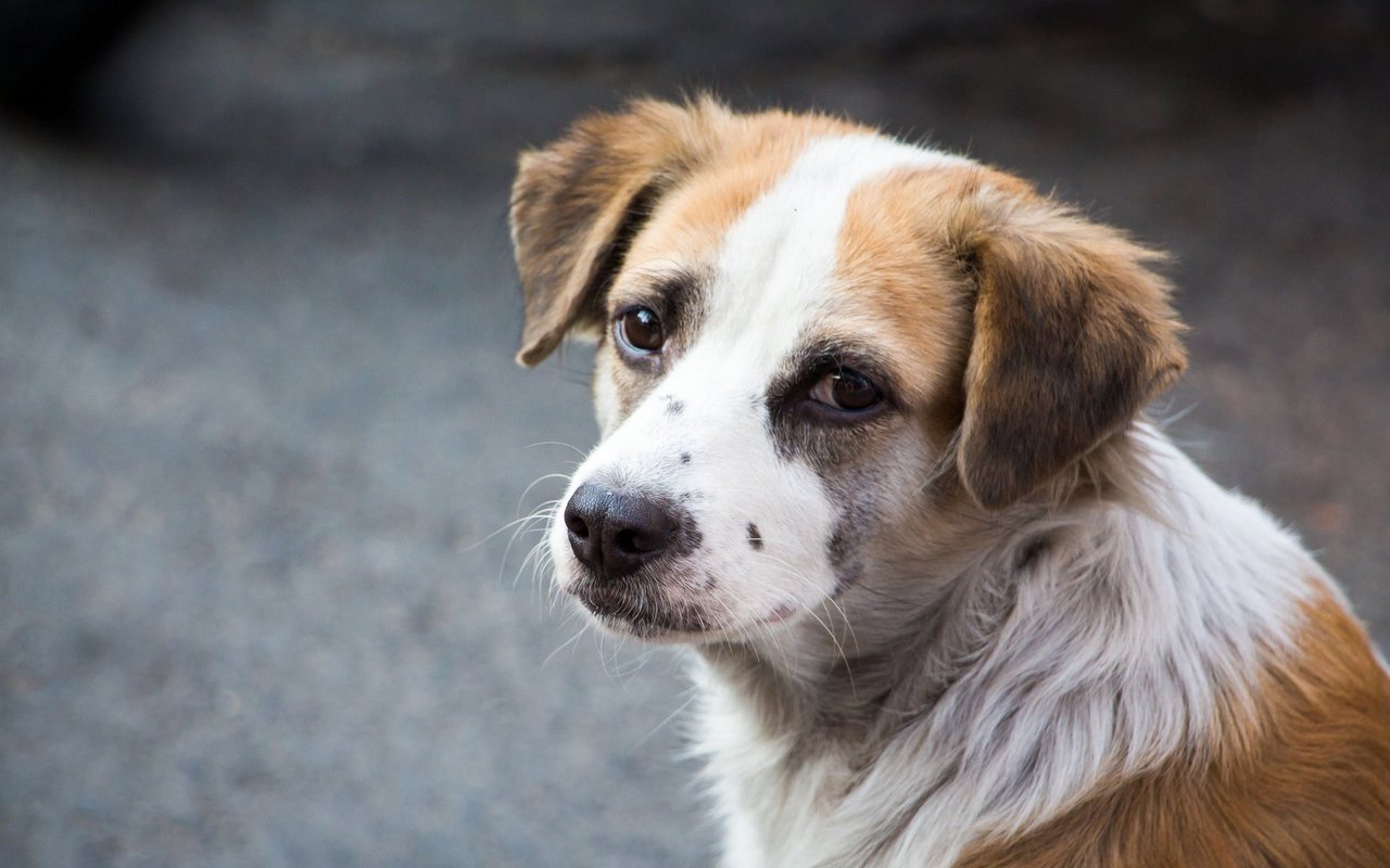 Aus gut sozialisierten Strassenhunden können tolle Familienhunde werden.