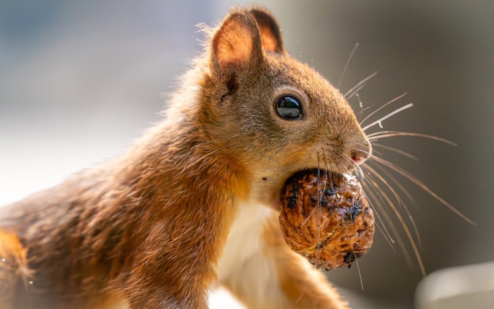 Wintervorräte sammeln: Eichhörnchen vergraben Nüsse und Samen für die harte Jahreszeit. 