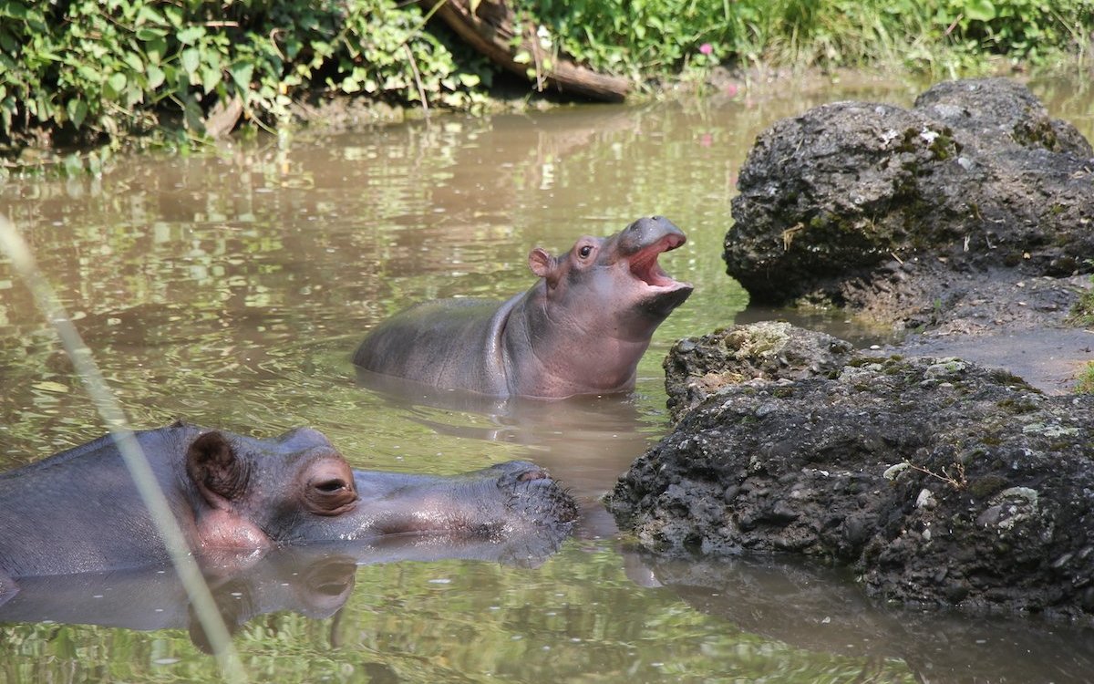 Der Zoo Basel besteht seit 150 Jahren. Heute werden Tiere in naturnahen Lebensräumen gezeigt so wie diese Flusspferde.