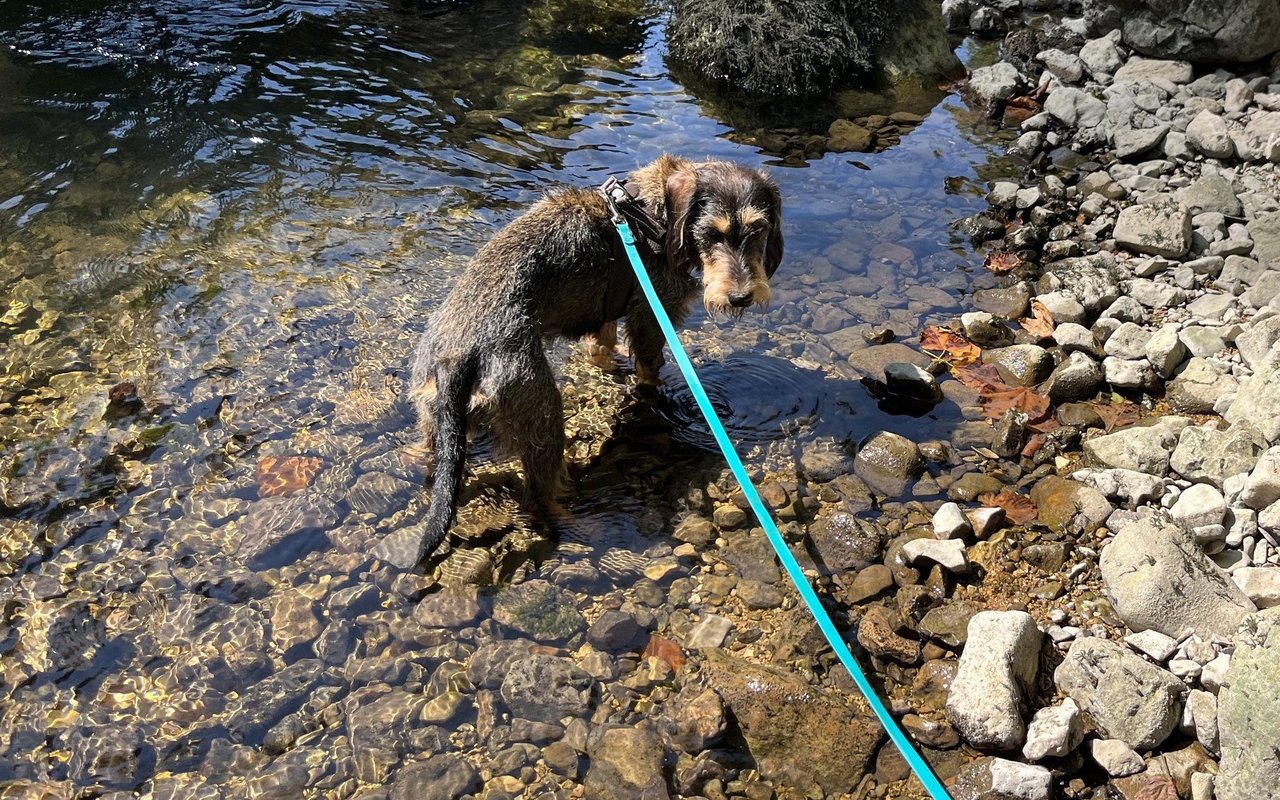 Nach anfänglicher Skepsis fand es Frieda super, ihre Füsse im Fluss zu kühlen.