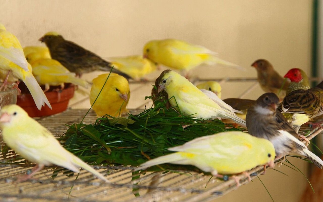 Kanarienvögel und Prachtfinkenarten freuen sich über Gräser aus der Natur.