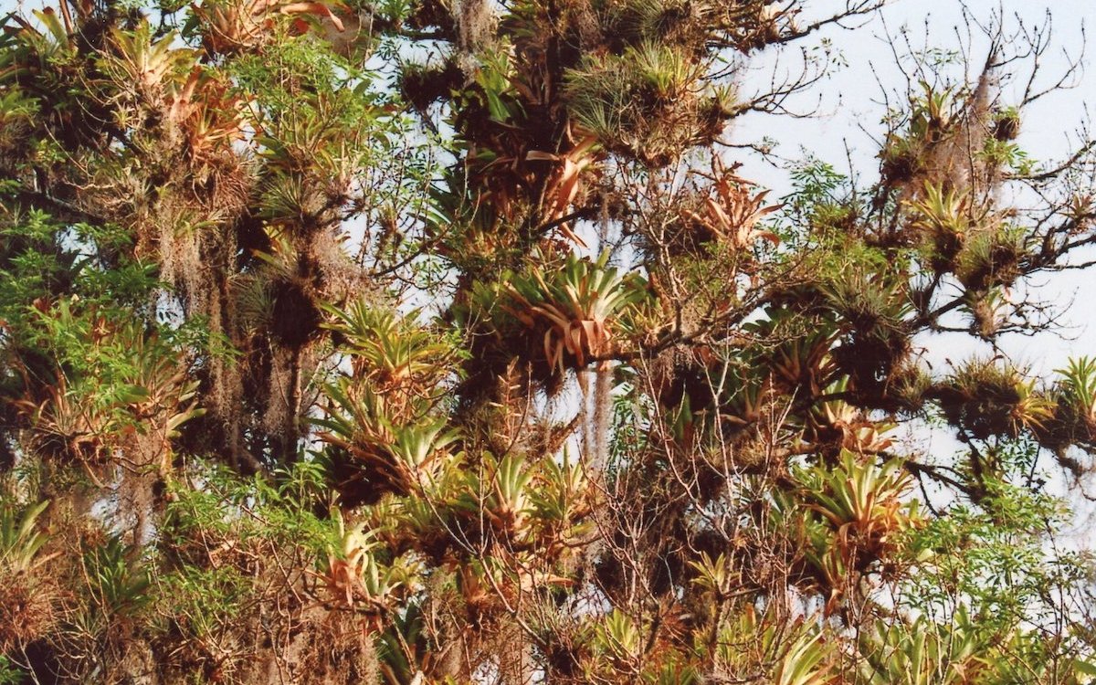 Entlang der Andenketten gedeiht Nebelwald mit starkem Epiphytenbewuchs wie hier bei Merida in Venezuela. 