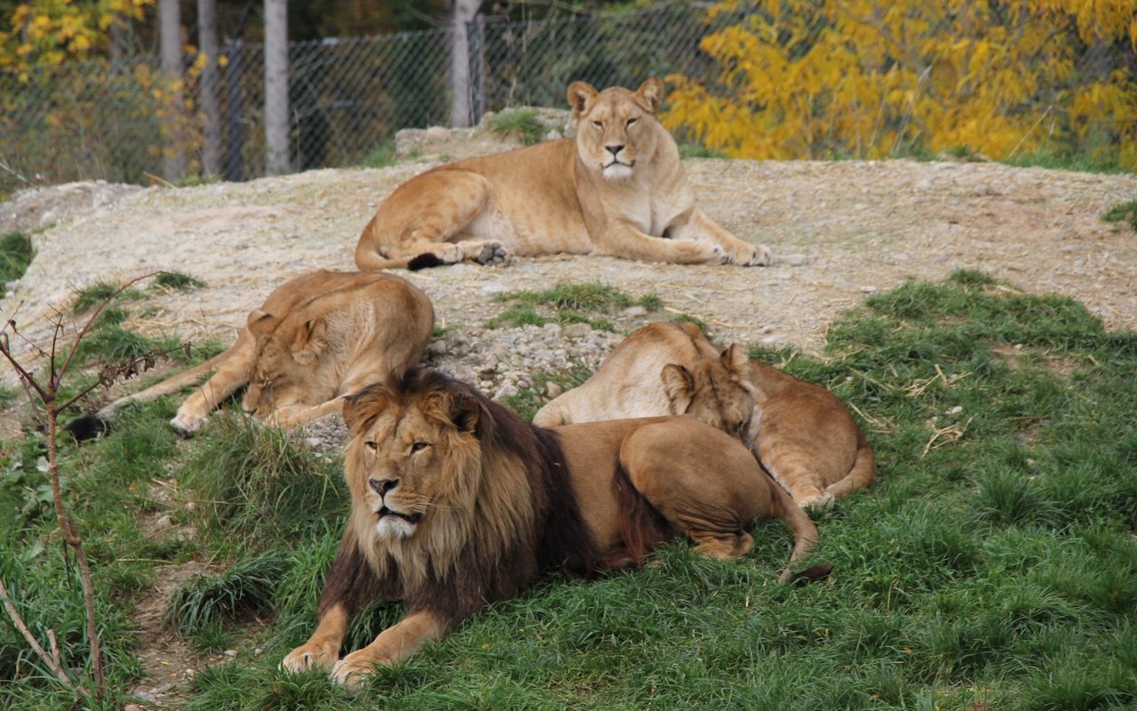 Die Berberlöwen im Walter Zoo in Gossau sind Bestandteil eines europäischen Zuchtbuchs. 