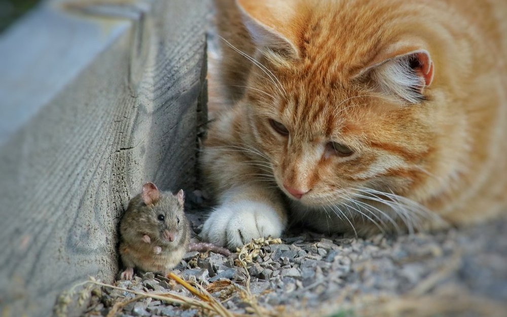 Katzen bringen ihre Beute nicht nur mit nach Hause, sondern sind auch wählerisch beim Fressen – wir haben herausgefunden, warum.