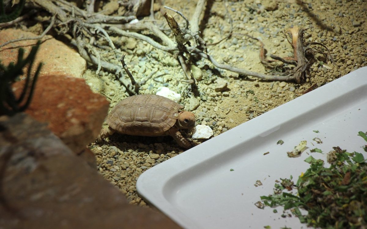 Durch Zucht unter Menschenobhut konnte der Bestand der äusserst gefährdeten Boulengers Flachschildkröten vergrössert werden. 