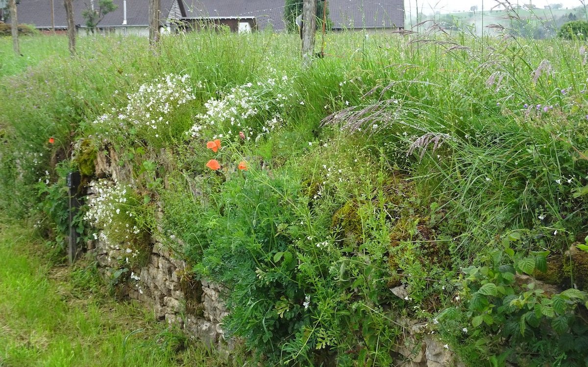 Diese Trockenmauer mit Jurasteinen im Clos du Doubs wird fast vollständig überwachsen. 