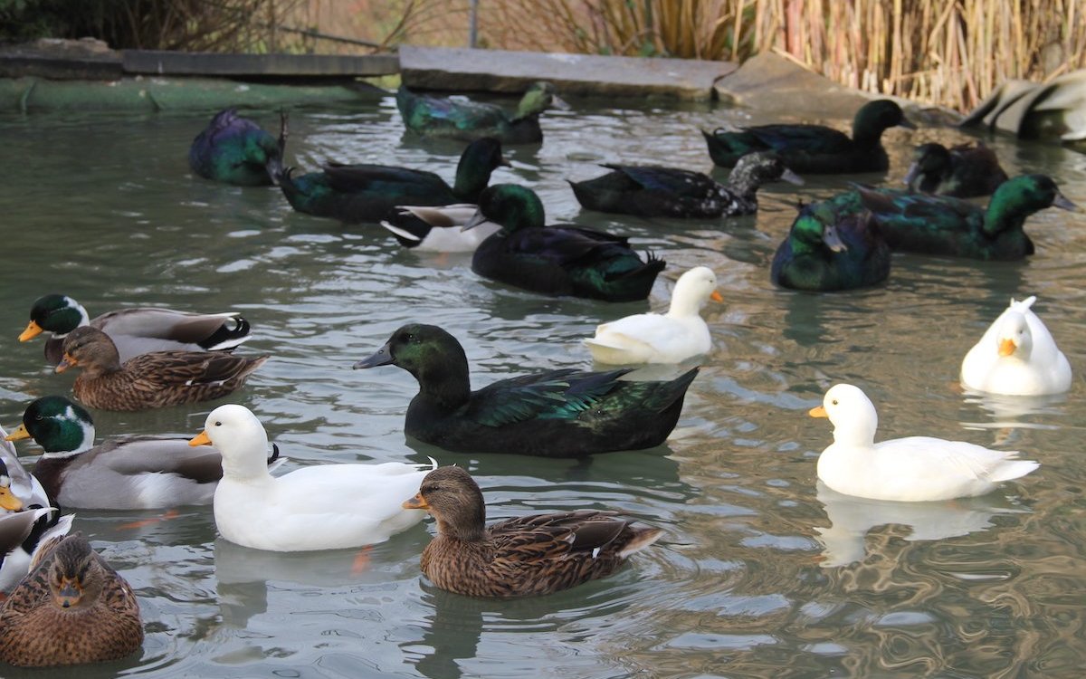 Domestizierte Enten wie Zwerg- (weiss) und Cayugaenten auf einem Teich mit guter Wasserqualität. 