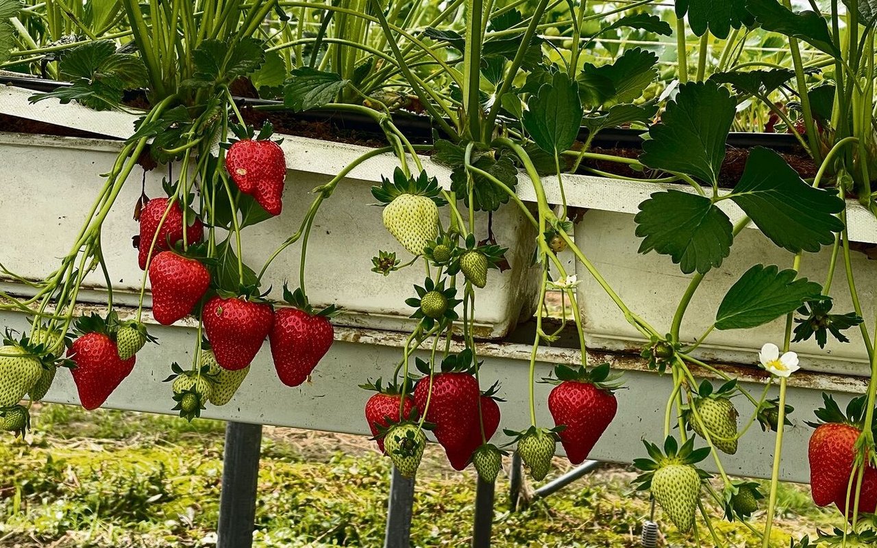 Erdbeeren gibt es im Pflück dis Glück-Garten bis in den Oktober hinein. 