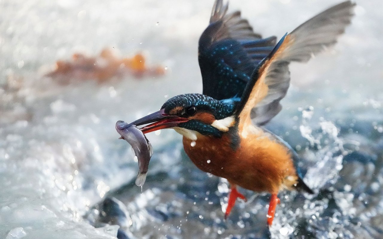 Eisvögel sind auf den Lebensraum Aue angewiesen, denn hier finden sie geeignete Brutmöglichkeiten.