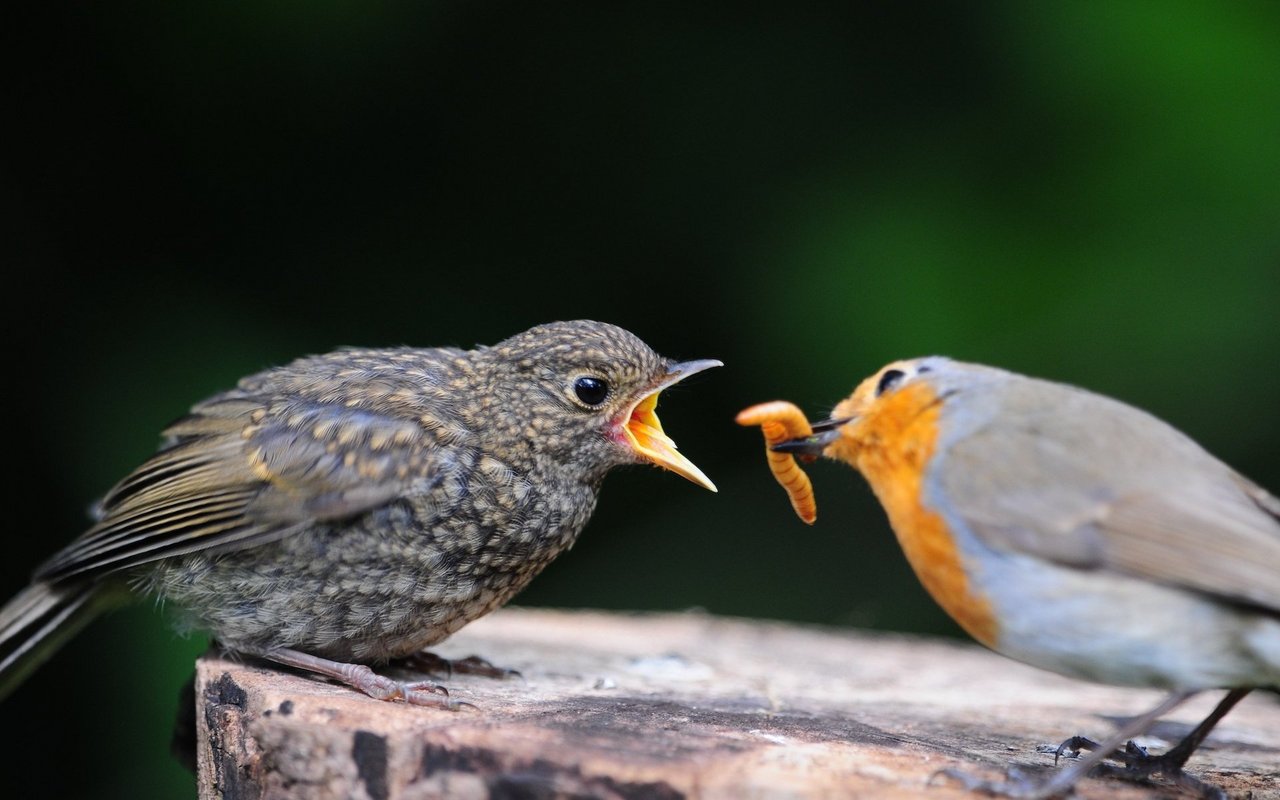 Der Jungvogel unterscheidet sich im Federkleid deutlich von seinen Eltern. 