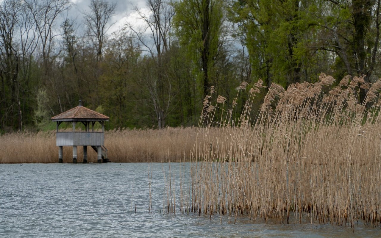 Vor dem Start des Heidenwegs hat man eine gute Aussicht auf das Wasser und die Vögel, die dort im Schilf nisten.