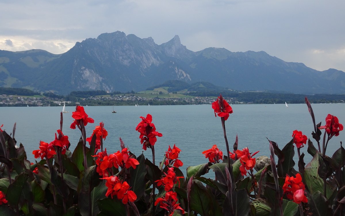 Flammende Cannas kontrastieren mit dem Wasser und den dahinter liegenden Bergen. 