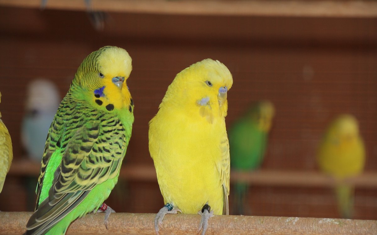 Zwei Schauwellensittich-Männchen. Sie haben eine blaue Wachshaut oberhalb des Oberschnabels.