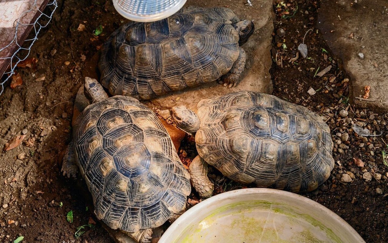 Mediterrane Landschildkröten benötigen beim Aufwachen im zeitigen Frühjahr Licht und zugleich Wärme.