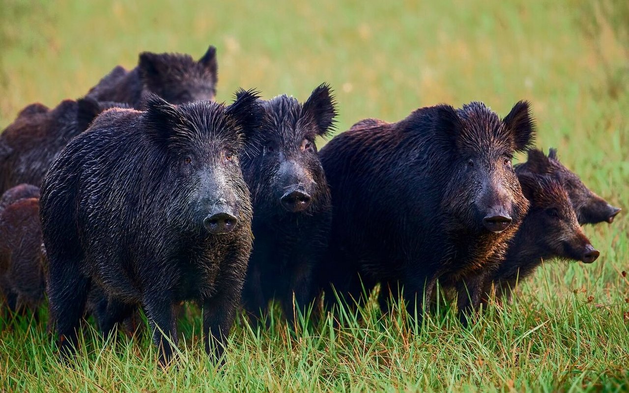 Wildschweine verursachen grosse Schäden auf Wiesen und Weiden.