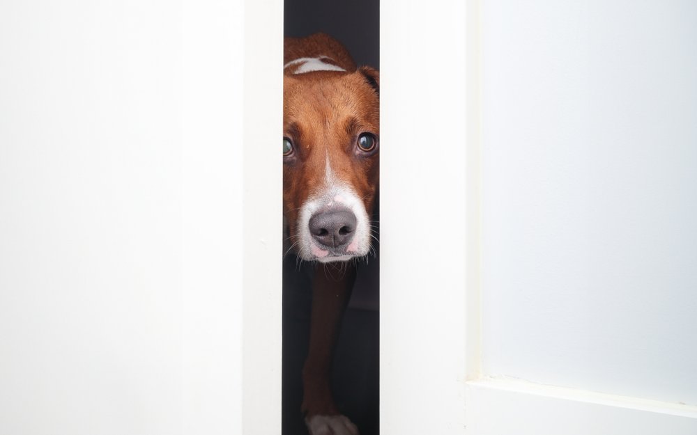 Mit der richtigen Sozialisierung und einem guten Training lässt sich Trennungsangst bei Hunden verhindern oder zumindest lindern. 