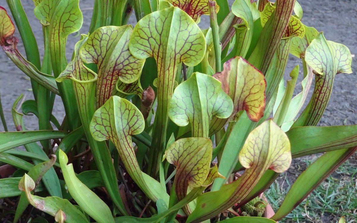 Schlauchpflanzen wie diese Sarracenia, die im Botanischen Garten der Universität Basel gedeiht, stammen aus Mooren Nordamerikas. 