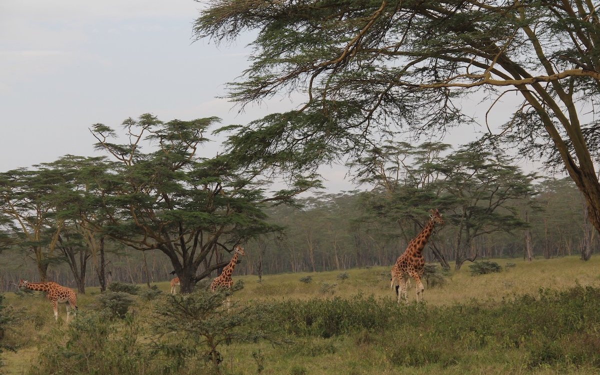 Giraffen sind in ihrem Bestand bedroht, dies wegen des Lebensraumverlusts und wegen Wilderei. 