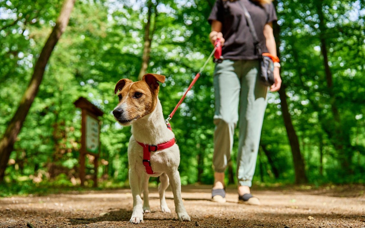 Hundekurse können das Verhältnis zwischen Vier- und Zweibeinern massiv stärken.