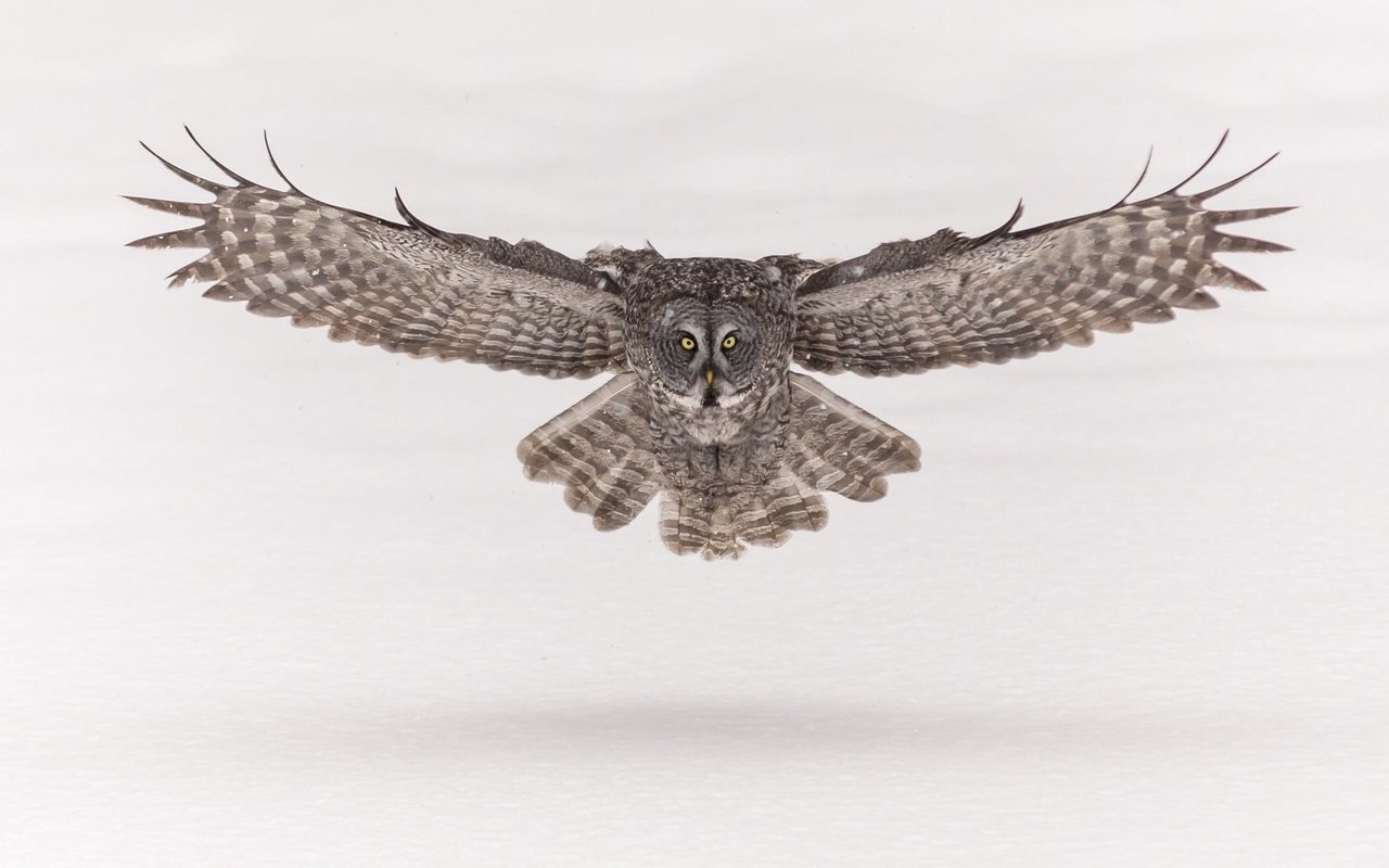 Beeindruckend: Ein Bartkauz im Anflug. 