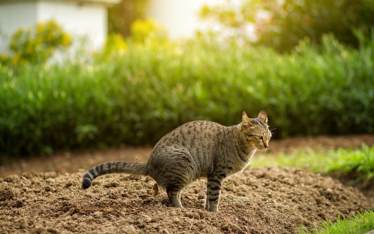 Dank einiger Methoden kann man Katzen vom Beet fernhalten. 