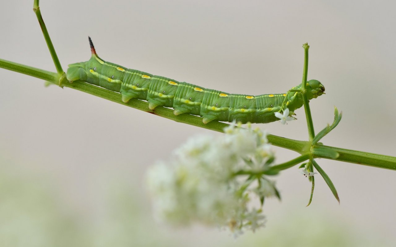 Raupe des Taubenschwänzchens. 