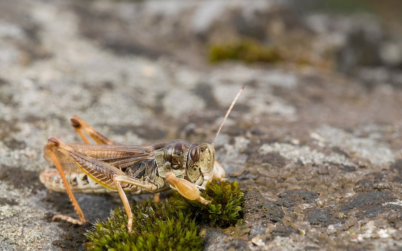 Die Insektenwelt der Alpen ist einmalig. Diese Sibirische Keulenschrecke findet sich in der Schweiz einzig im Alpenraum. Zu erkennen ist sie an ihren verdickten Vorderbeinen, von denen der Name "Keulenschrecke" stammt. 