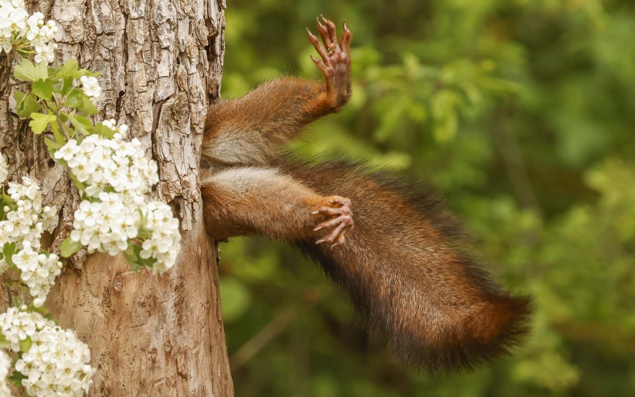 «Stuck Squirrel» («Steckengebliebenes Eichhörnchen») Das Gewinnerbild aus dem Jahr 2024