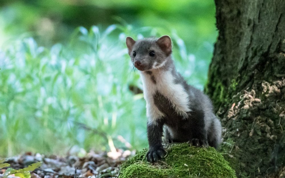 Steinmarder scheuchen in der Nacht Vögel auf und verletzen sie, wenn sie vor Schreck am Aussengitter hängen. 