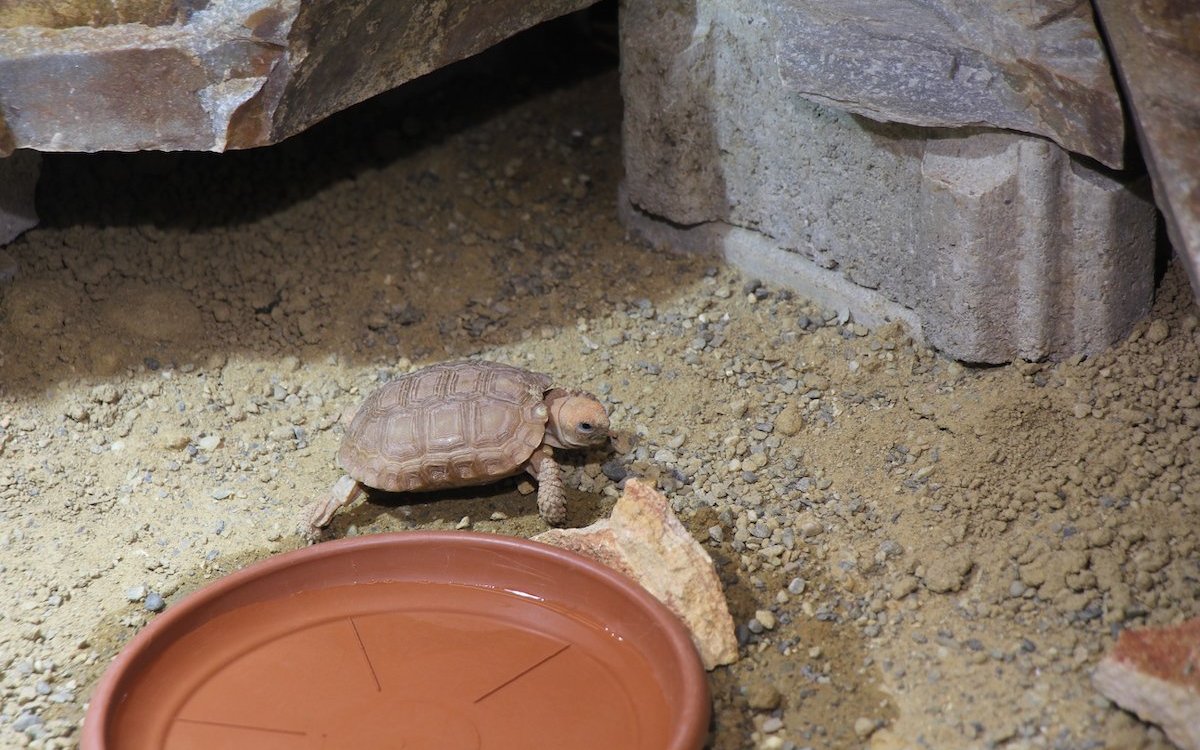 Die sehr seltenen Boulengers Flachschildkröten kamen durch einen Privatzüchter in den Basler Zoo. 