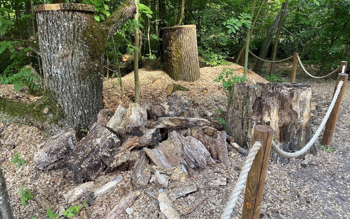 Zwischen den Gehegen im Tierpark Bern wurden Zonen für Nashorn- und Hirschkäfer eingerichtet. 