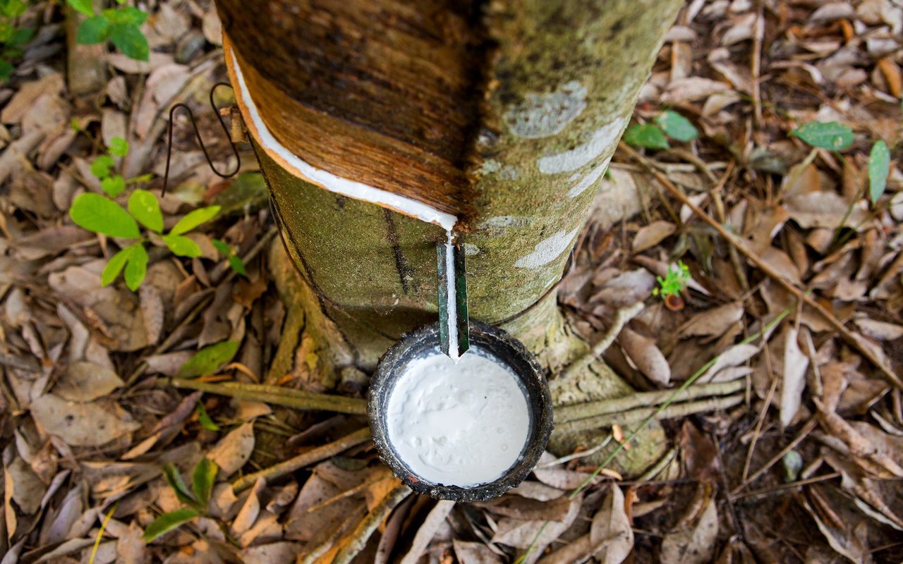 Der Milchsaft des Kautschukbaumes wird durch eine Verletzung der Rinde gewonnen.