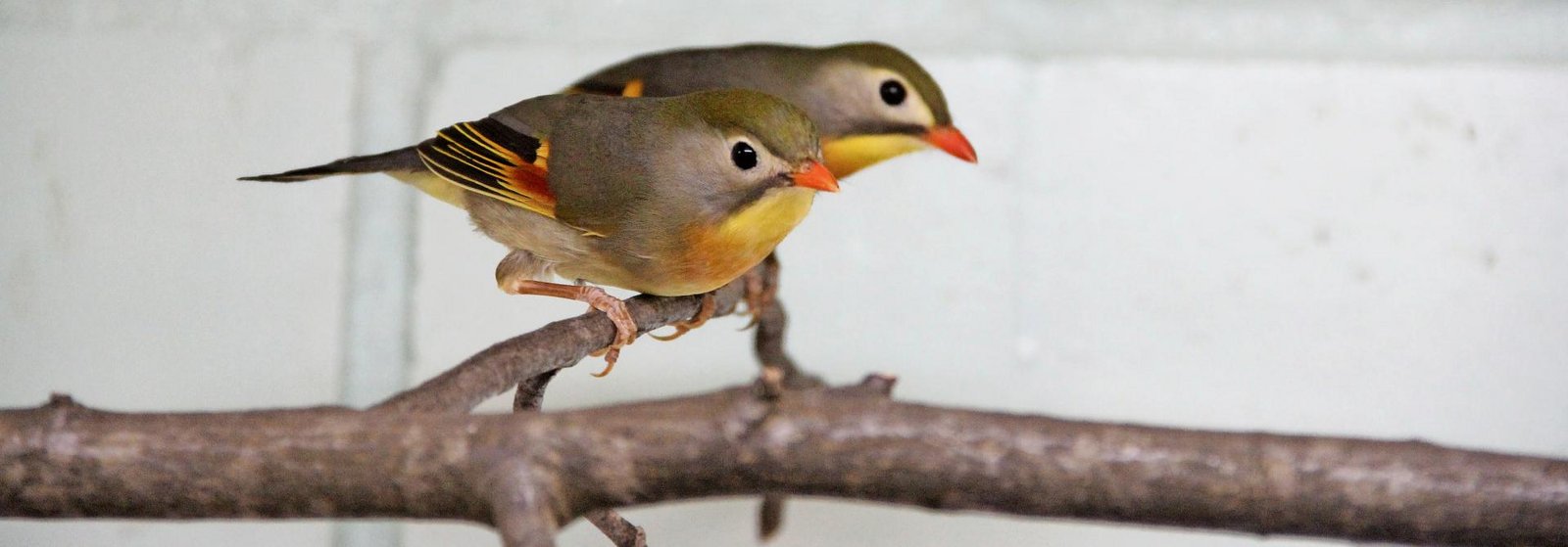 Lieblich, aber anspruchsvoll - tierwelt.ch | TierWelt