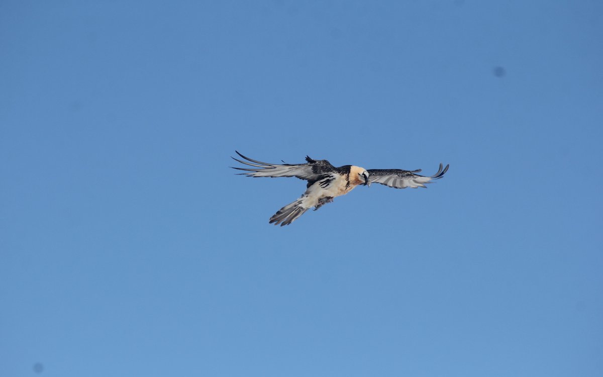 Bartgeier gehören zu den wenigen Vogelarten, die Teile ihres Gefieders selbst einfärben. 