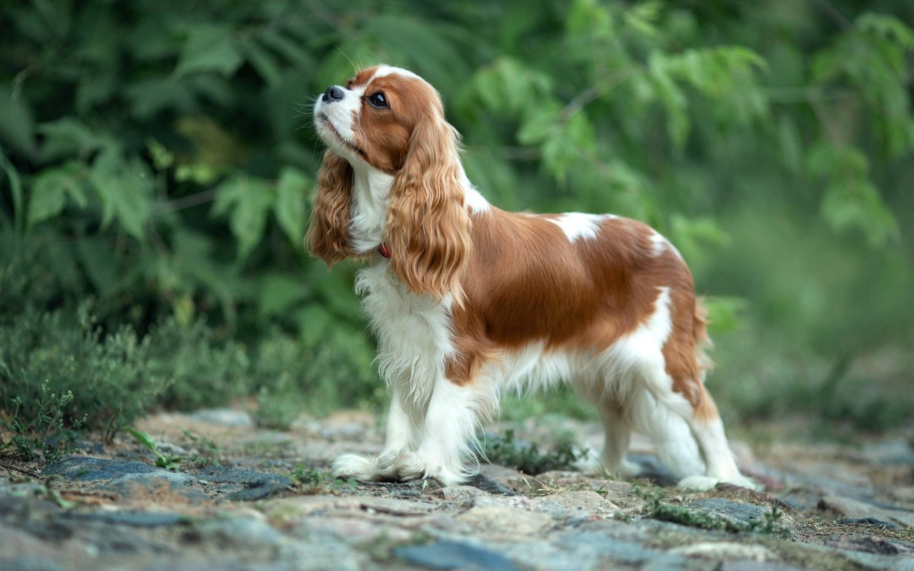 Der Cavalier King Charles Spaniel besitzt ein ausgeprägtes Bedürfnis nach menschlicher Nähe und Zuneigung.