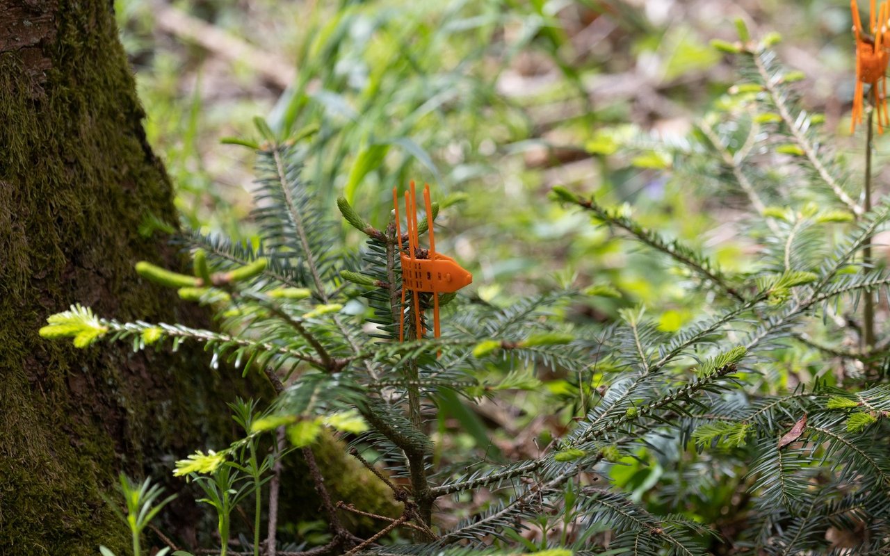 Wildtiere, wie beispielsweise der Rothirsch, können sich fast zu einem Drittel von Blättern und Trieben von Bäumen ernähren.