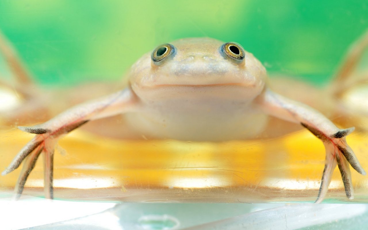 Zwergkrallenfrösche eignen sich als Aquarientiere. Obwohl sie kein ausgeprägtes Sozialverhalten haben, sind sie in Gruppen zu halten. 