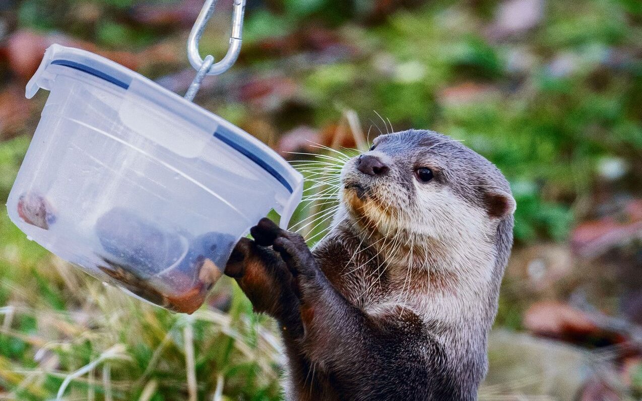 Der Zwergotter im Walter Zoo überlegt, wie er zu den Leckereien in der Dose kommt. Dabei zeigen sich seine Geschicklichkeit und sein Spieltrieb. 