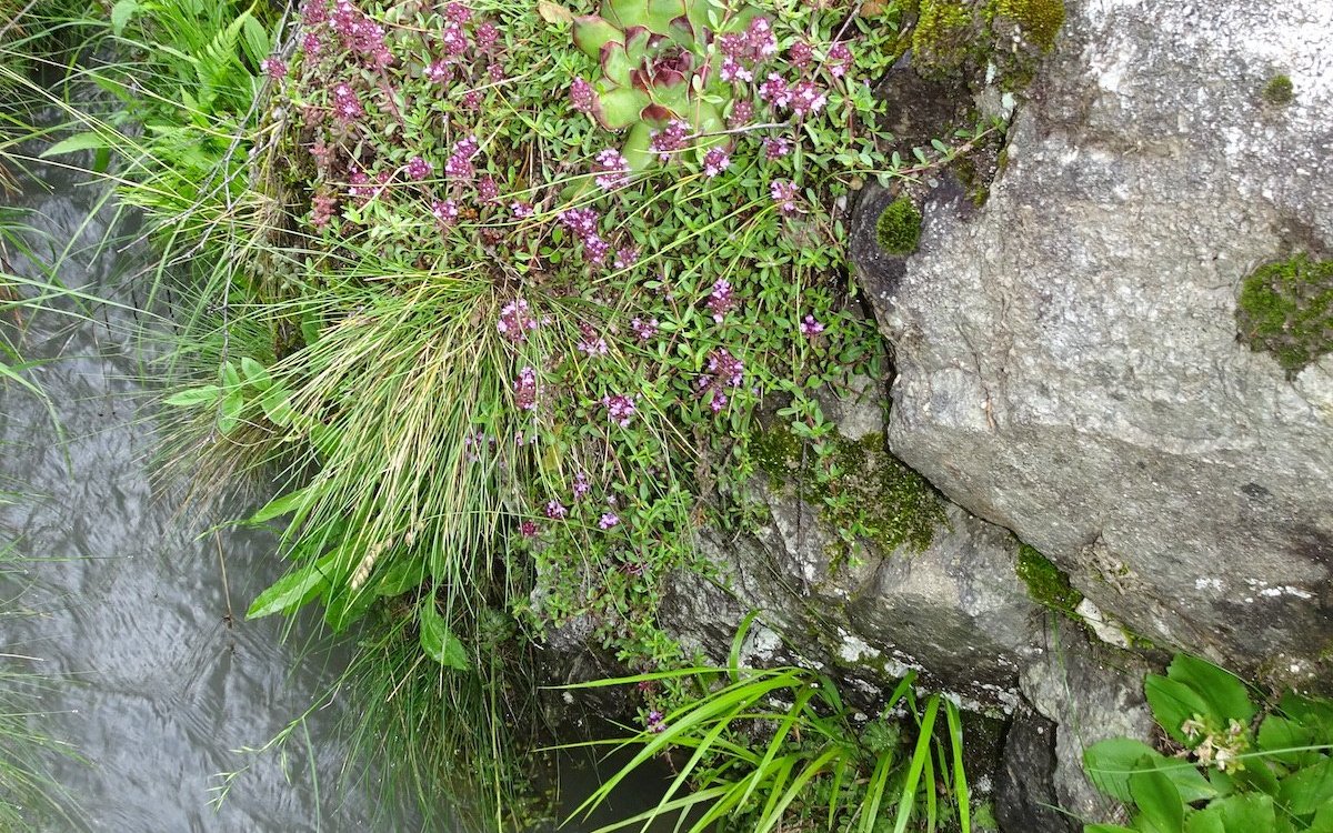 Oberhalb der Suone wachsen Thymian und Hauswurz. 