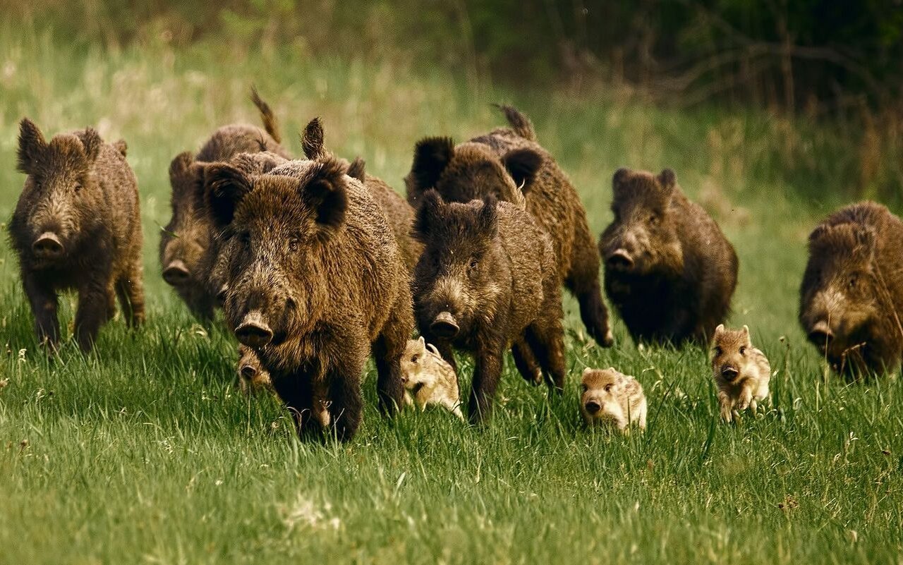 Wildschweine sind gesellig lebende Tiere, die in Rotten zusammenleben.