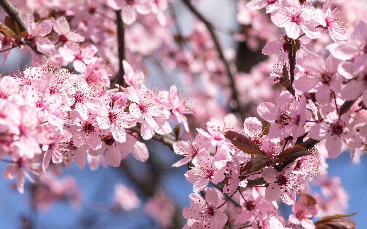 Kirschpflaume (Prunus cerasifera)