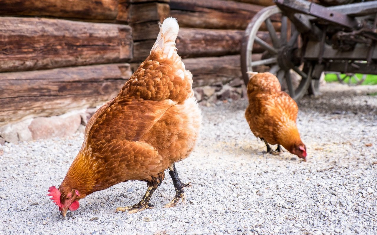 Hühner und andere Vögel fressen Steine um Nahrung besser verdauen zu können.