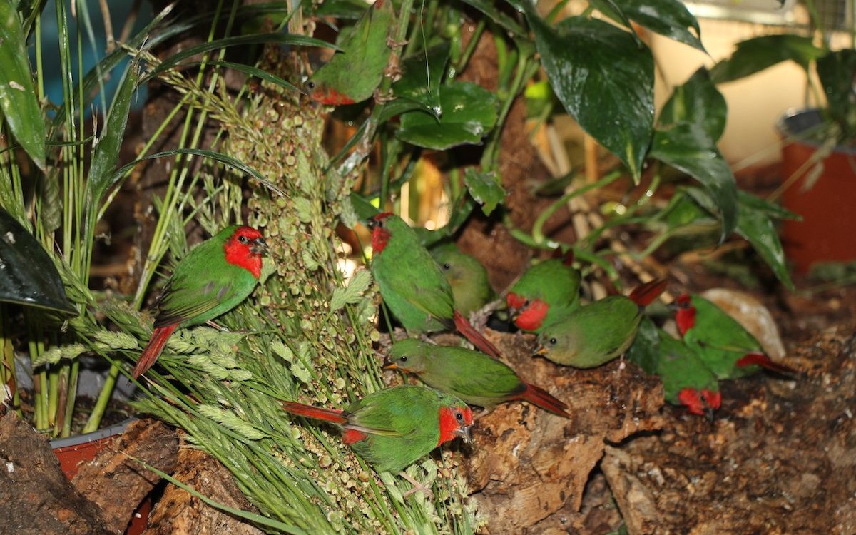 Die Natur bietet interessante Vogel-Nahrung. Diese Rotkopf-Papageiamadinen machen sich über Wildgräser her, um die Samen herauszuklauben. 