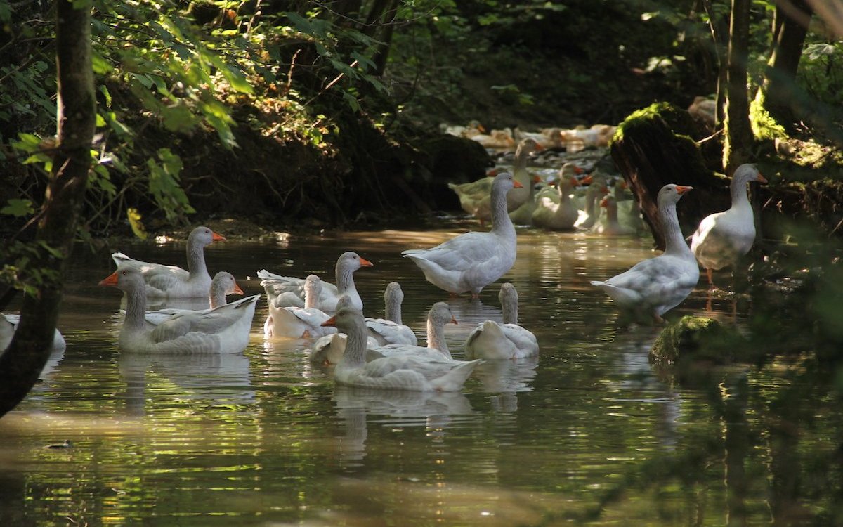 Fränkische Landgänse können beim Züchter Wolfgang Gafner in einem natürlichen Bach schwimmen. 