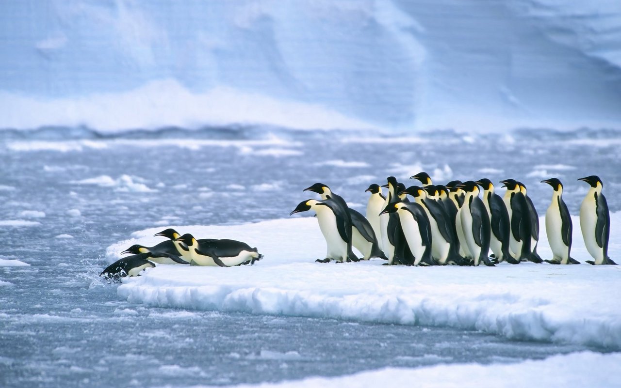 18 verschiedene Pinguinarten gibt es auf der Welt. Auf dem südlichsten Kontinent leben Kaiser- und Adéliepinguine. 