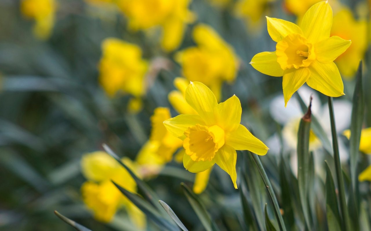 Gelbe Narzisse (Narcissus pseudonarcissus)