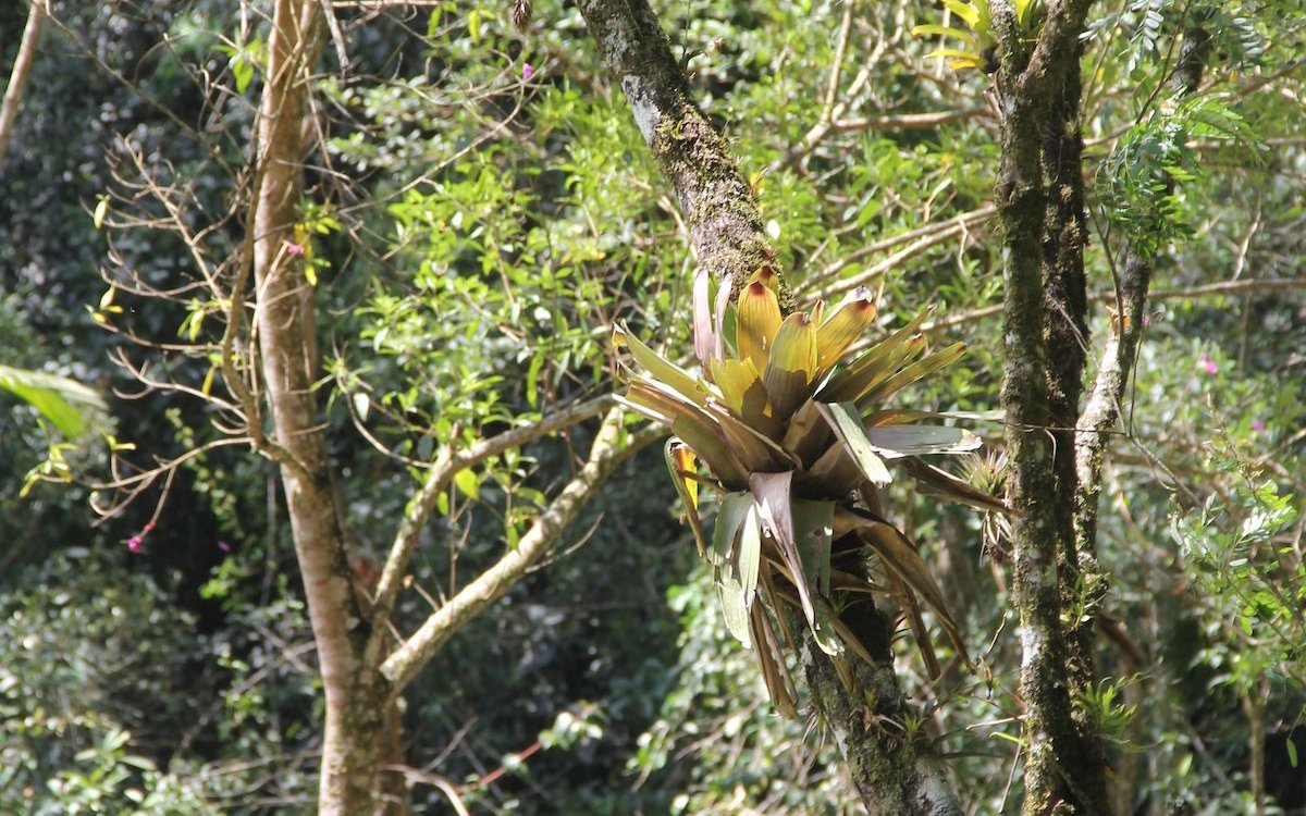 Bromelien im südamerikanischen Regenwald sind Fixpunkte im Leben von Pfeilgiftfrösche, weil sie in den kleinen Wasserlachen ihre Kaulquappen absetzen.