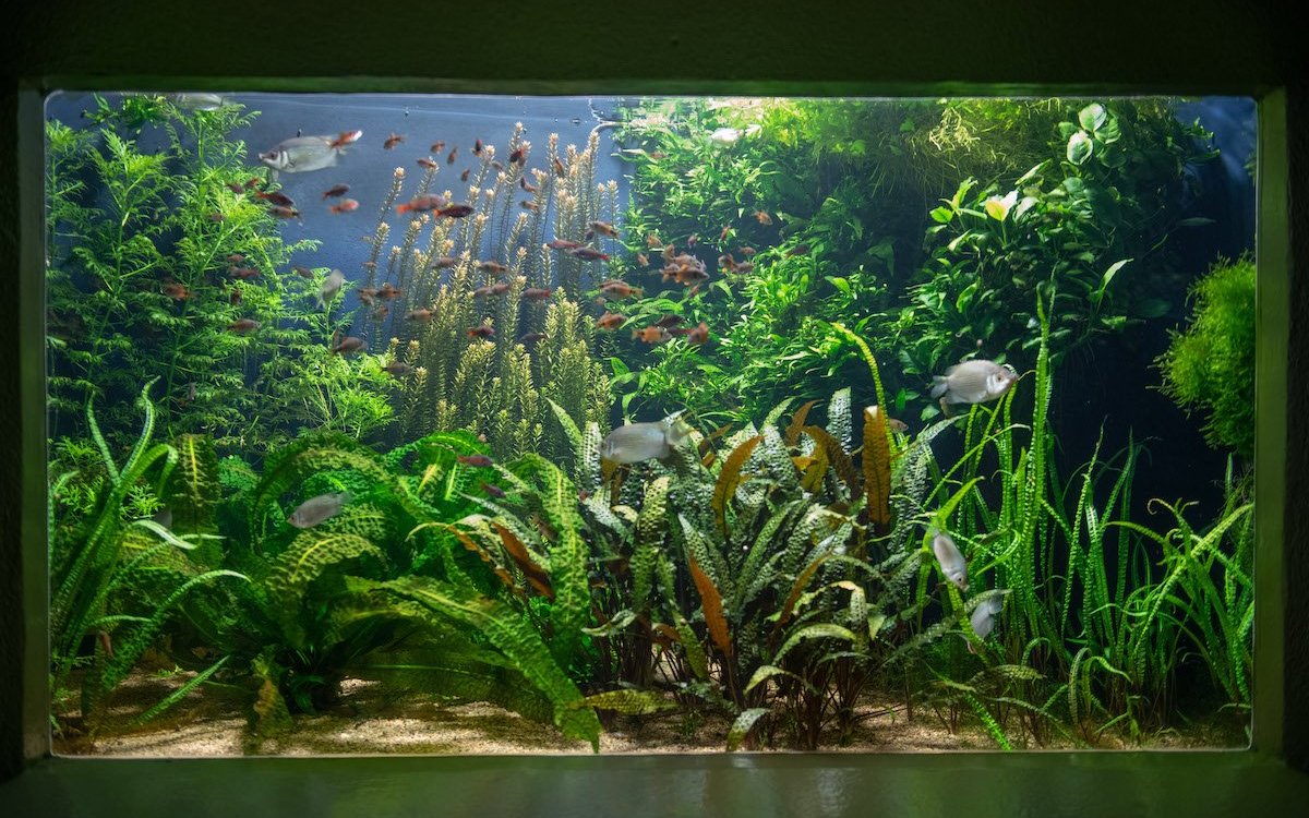 Faszinierende Inszenierung eines Süssgewässers Asiens im Vivarium des Basler Zoos. 