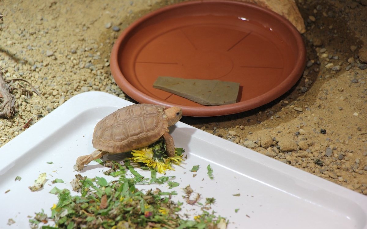 Die Boulengers Flachschildkröten sind Einzelgänger. 